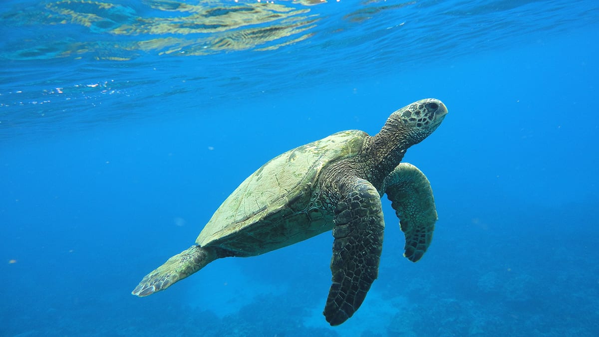Maui Snorkeling - 56_cropped