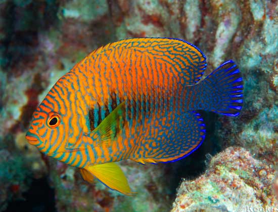 A potters angel fish (not my photo)