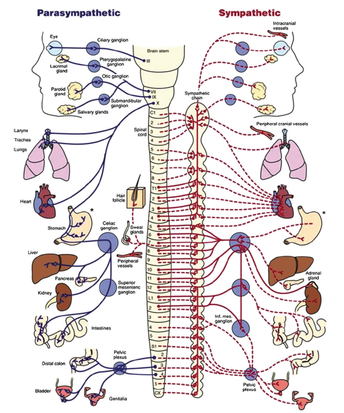How the brain stem controls various body functions, automatically